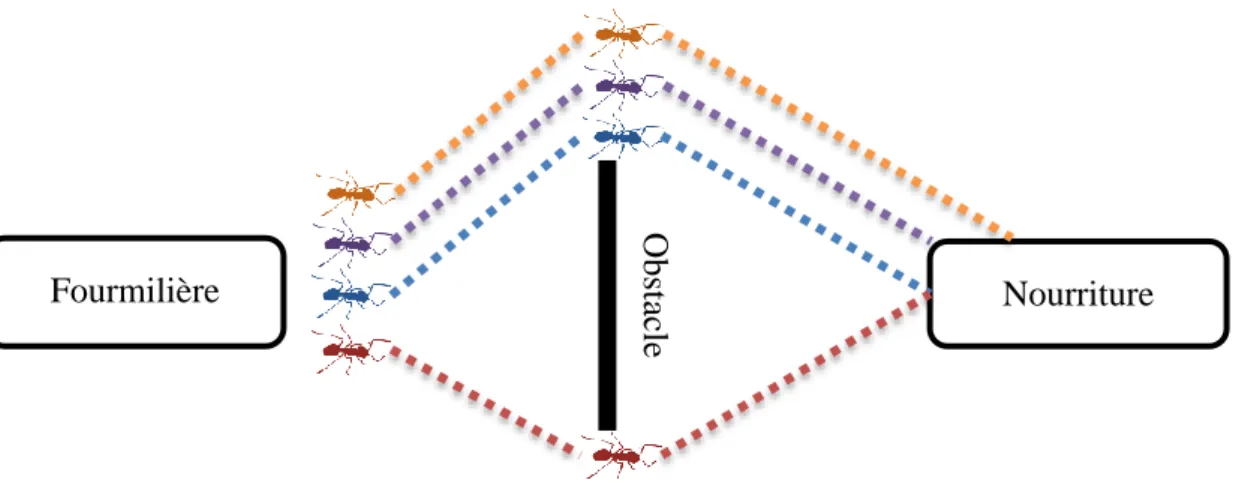 Figure 1.19. Choix du plus court chemin par la majorité des fourmis 