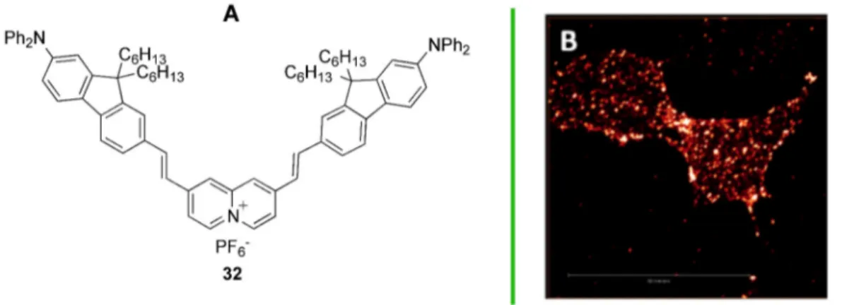 Figure 20. (A) The fluorene probe of cell membrane, (B) Fluorescent image of HeLa cells co‐