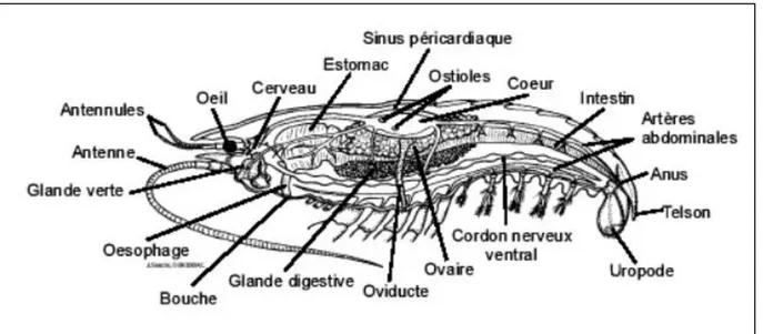 Figure 06: Schéma de l’anatomie interne de la crevette rouge Aristeus antennatus   (R ISSO, 1816) (H OUSEMAN, 2000)