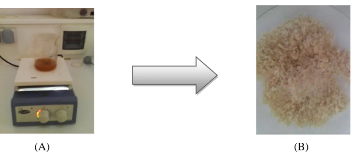 Figure 16 : (A) déprotéinisation avec NaOH de (5%), (B) l’aspect de chitine. 