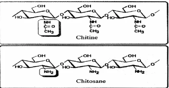 Figure 17 : Le chitosane, polymère dérivé de la chitine par désacétylation  (Devin, 2015)