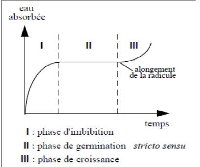 Figure 01: Courbe théorique d'imbibition d'une semence (d'après Côme, 1982). 