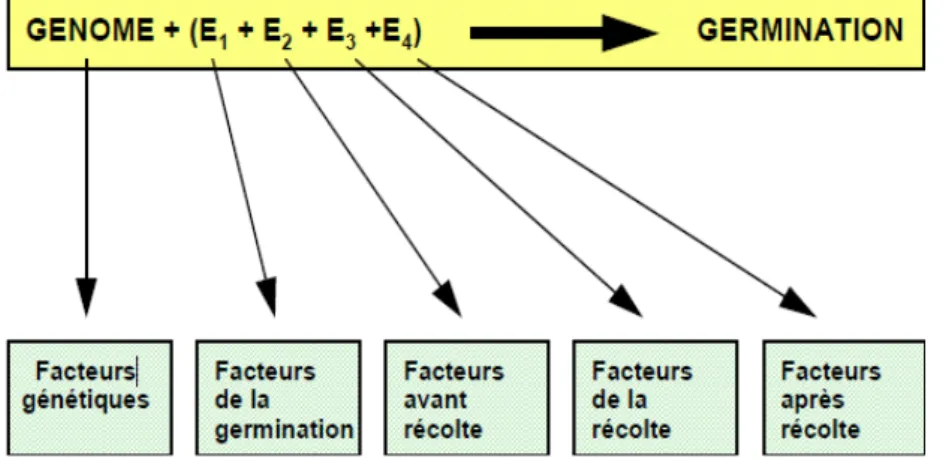 Figure 02: Les différents facteurs impliqués dans la qualité germinative des semences  (d'après Côme,  1993)