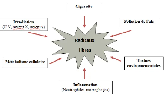 Figure 02: Résumé des sources exogènes et endogènes de radicaux libres.  