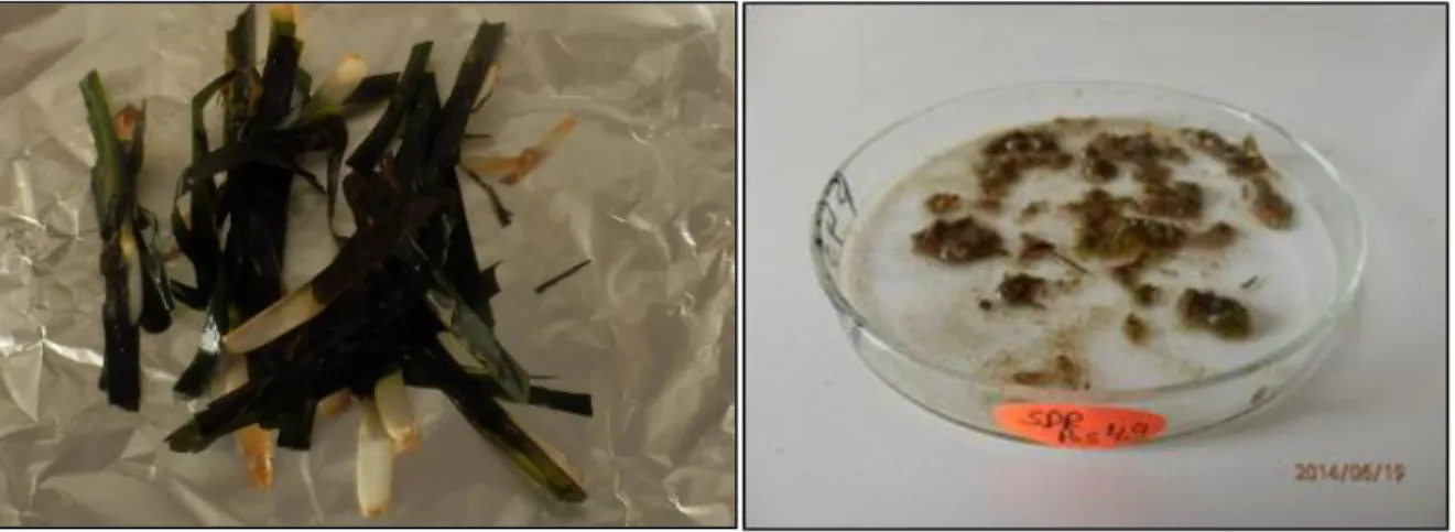 Fig. 22 : A gauche. Les feuilles de posidonie débarrassés de leurs épiphytes rincées à l’eau ; à  droite