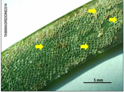 Fig. 29 : Electra posidonia, épiphyte fixé sur la feuille de Posidonia oceanica  (TAIBI.N©2014)