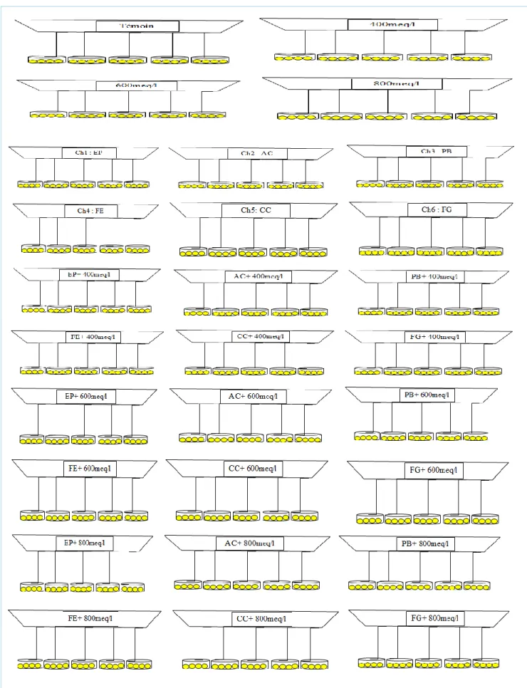 Figure 5 : Dispositif expérimental I : Germination du blé dur et de l’orge. 