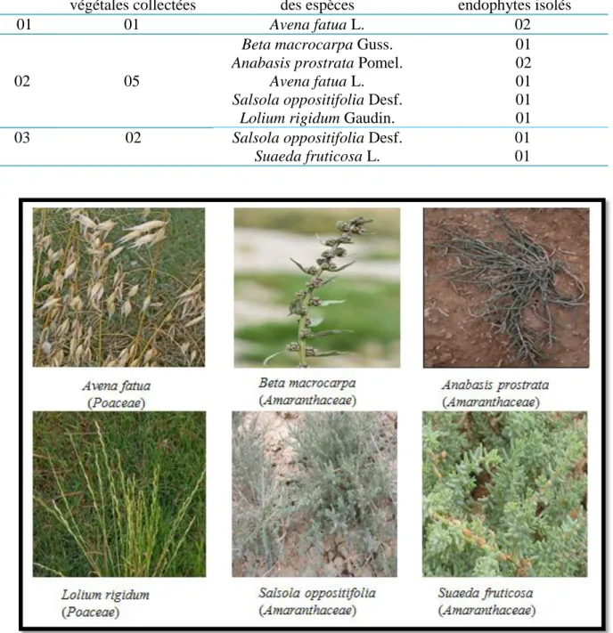 Tableau 5 : Espèces végétales collectées et nombre de champignons endophytes isolés. 