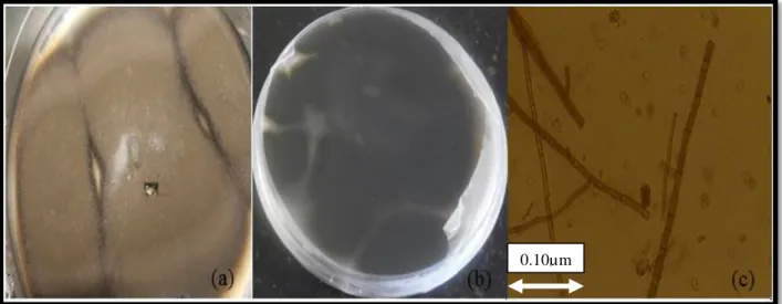 Figure  9:  Aspects  macroscopique  « recto  (a) »,  « verso  (b) »  et  microscopique  (c)  du  champignon 1