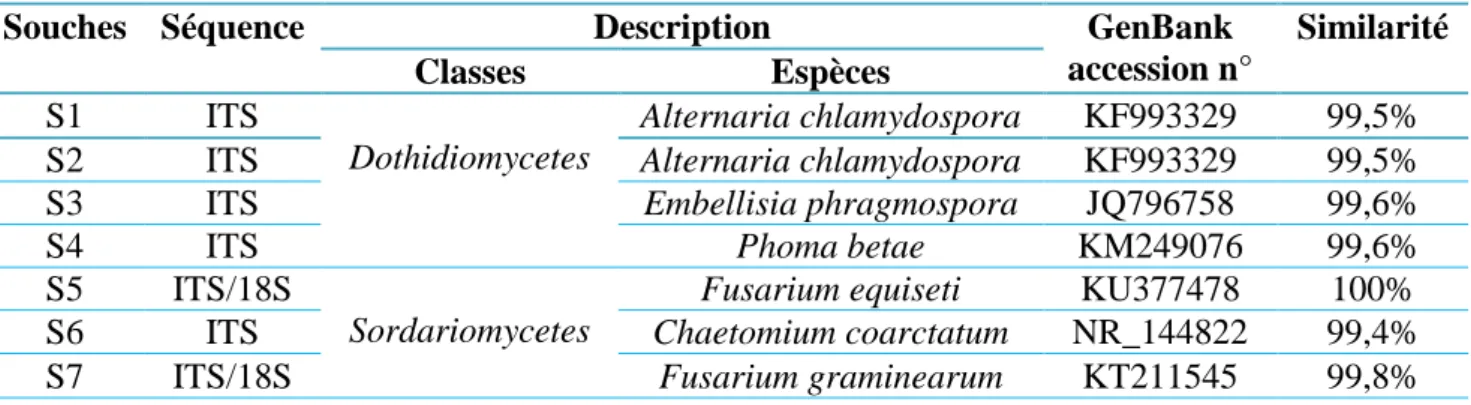 Tableau  6  :  La  communauté  de  champignons  endophytes  associée  aux  racines  des  plantes  spontanées poussant en milieux salés