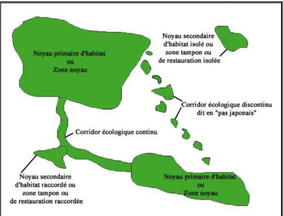 Figure 6 : Les éléments constitutifs d'un réseau écologique : l'exemple du REP et du  réseau Trames verte et bleue 