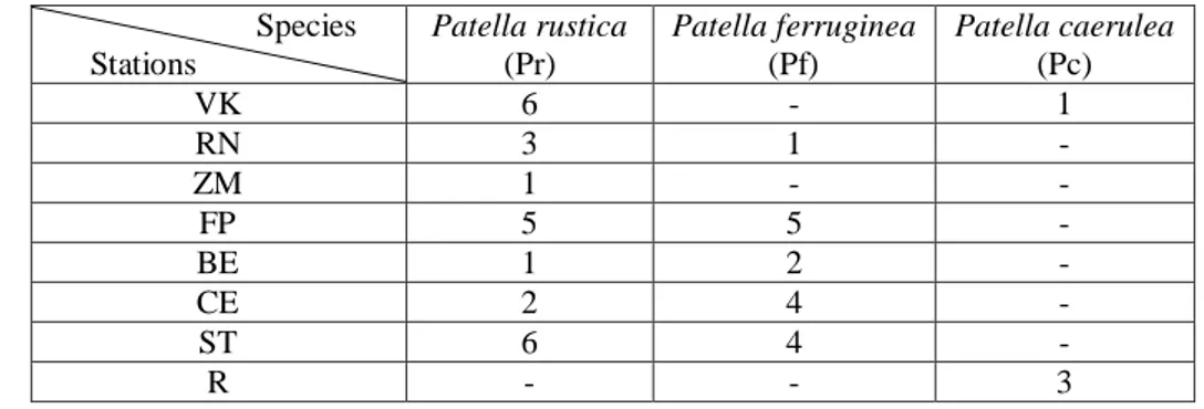 Table 2 Table showing the number of sequenced species for each station studied                           Species       Stations  Patella rustica (Pr)  Patella ferruginea (Pf)  Patella caerulea (Pc)  VK  6  -  1  RN  3  1  -  ZM  1  -  -  FP  5  5  -  BE  1