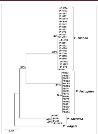 Figure 2: Phylogenetic tree of sequenced species obtained by &#34;ML&#34; method with a number of 100  bootstrap replicas 