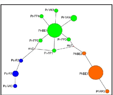 Figure 3: Networks of haplotypes representing minimal relations between haplotypes of three species of  limpets present in our study