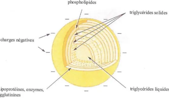 Figure  01 : structure d'un globule de matière grasse (Amiot  et al  ; 2002) 