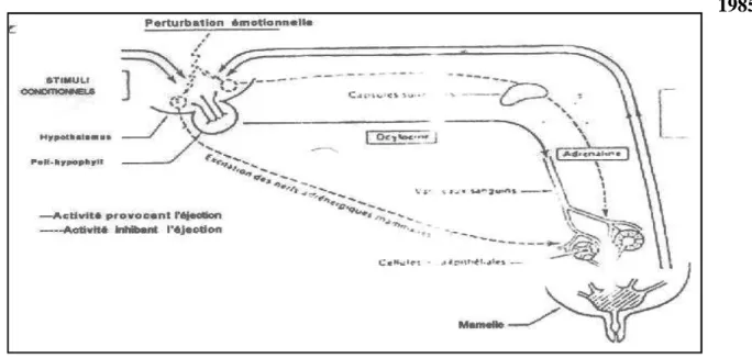 Figure N°1 : La régulation nerveuse et hormonale de l’éjection de lait d’après (Charron1986)