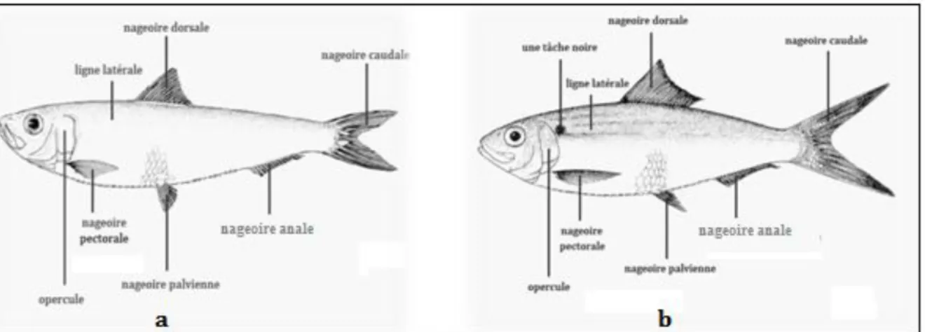 Figure 2: Comparaison entre les deux espèces d’allache  (FAO, 1998)         a : Sardinelle aurita                   b : Sardinelle mederenesis    4