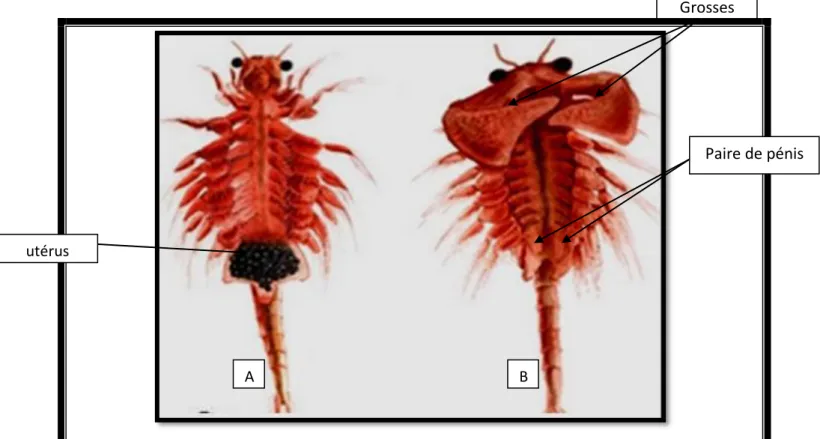 Figure 8 : Formes adultes de l’Artémia (Abatzopoulos et al., 2010)   A : Adule femelle ; B : Adulte mâle 