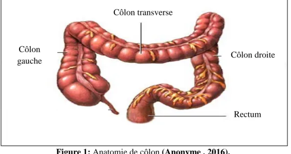 Figure 1: Anatomie de côlon (Anonyme , 2016). 