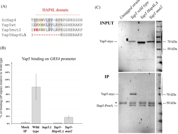 Figure 4.  Molecular basis of the Yap5-Hap5 interaction. (A) Multiple alignments of the Hap4L domains  of Hap4 (from S