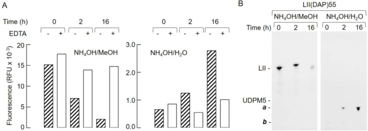 Figure 4. Hydrolysis of lipid II by rat liver microsomal proteins. (A) LII(DAP)55 (500 pmol) was  incubated with detergent-solubilized rat liver microsomal proteins, as described in Section 4, for the  indicated times in either the absence or presence of 1