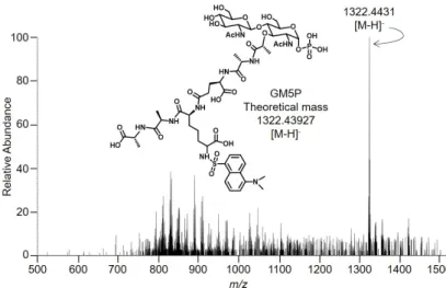 Figure 5. Characterization of Lipid II digestion products by mass spectrometry. Five reaction  mixtures, each containing 500 pmol LII(DAP)35 and 27.2 µg rat liver microsomal protein, were  incubated for 16 h as described in Section 4