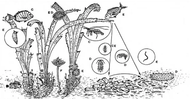 Figure  6 .   Représentation  schématique  des  relations  trophiques  dans  un  herbier  à  Posidonia  oceanica
