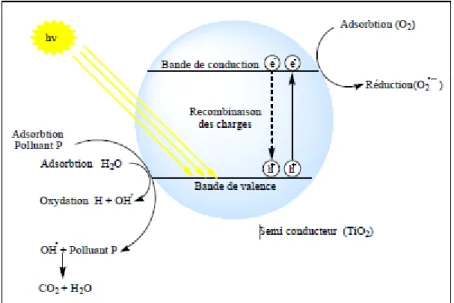 Figure A.II.1 : Mécanisme de dégradation photocatalytique [14].