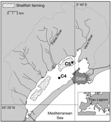 Fig. 1. Thau Lagoon: sampling sites and 2 stations; Stn C4  outside and Stn C5 inside the shellfish farming area