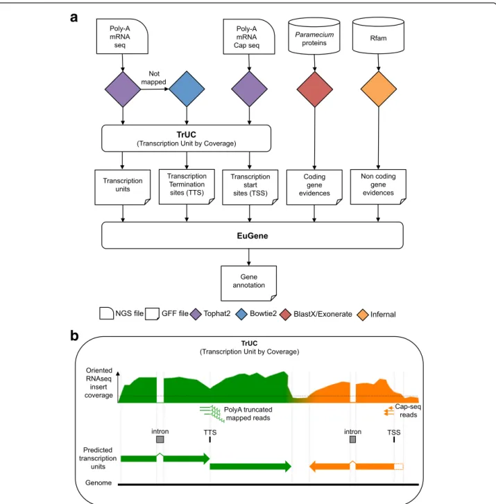 Fig. 1 Gene annotation strategy. a Overview of the workflow. EuGene software, using a Paramecium-trained matrix, combines (i) transcription unit predictions, (ii) TSS predicted positions, (iii) TTS predicted positions, (iv) Paramecium predicted proteins ma