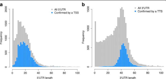 Fig. 2 Size distribution of P. tetraurelia 5 ′ and 3 ′ UTRs. a Histograms of the distribution of predicted 5 ′ UTR sizes (gray) and 5 ′ UTR sizes confirmed by a TSS prediction using Cap-Seq data