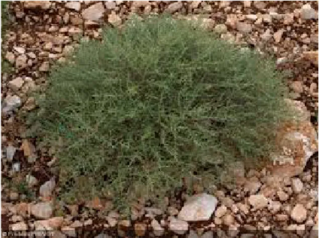 Figure n°3 : photo Arthémisia herba alba  2.1.    Partie souterraine 