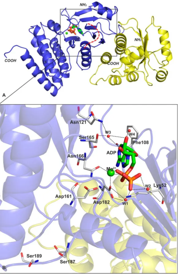 Figure 2. The structure of Bud32 / Cgi121 binary complex from yeast. (A) Cartoon representation showing Cgi121 (colored in yellow) binding to the N-lobe of Bud32 (colored in blue)