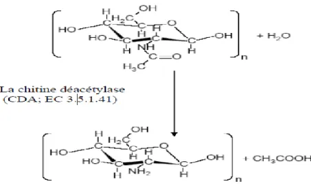 Figure 5 : La desacétylation enzymatique de la chitine (Chang et al., 1997). 