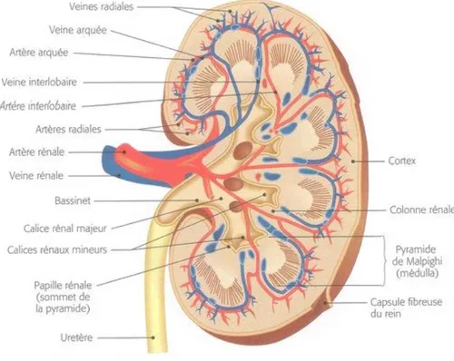 Figure 03 :Coupe qui montre l’anatomie interne du rein [08]. 