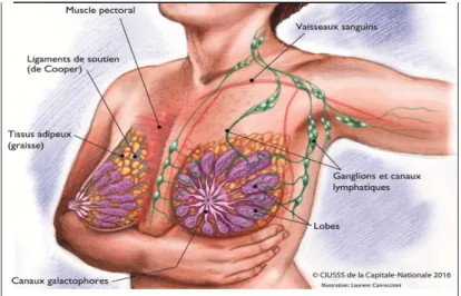 Fig. I.1 – Anatomie du sein 
