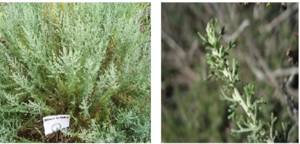 Figure 7 : Artemisia herba alba :L. : la plante au début de la saison de floraison, (B) la plante à la  fin de la saison de floraison (MESSAI, 2011) 