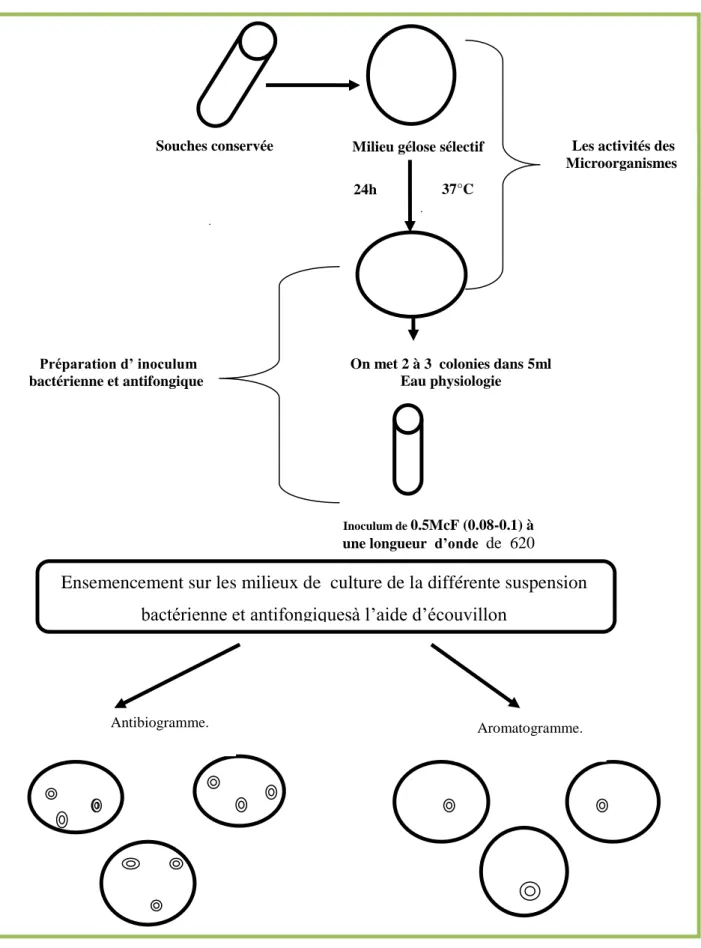 Figure 10:   Schéma présente  les étapes de l’antibiogramme et aromatogramme