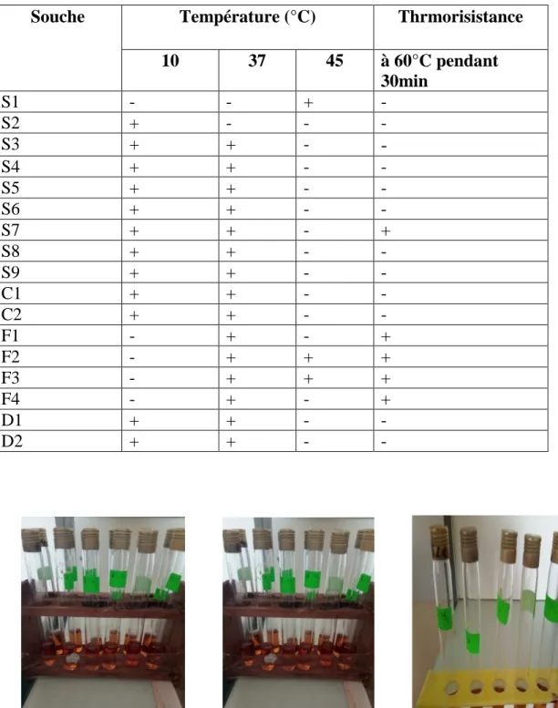 Tableau 8 : croissance à différentes températures et thermorésistance 