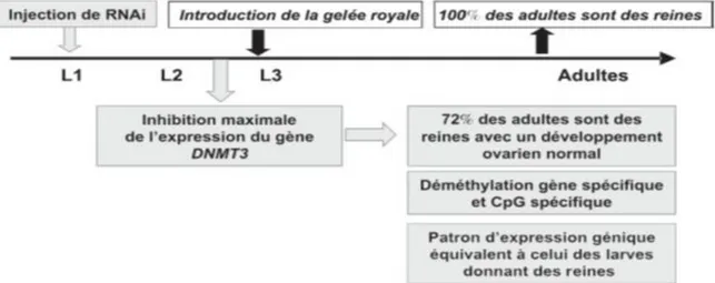 Figure 1 :Rôle de la méthylation de l’ADN dans la détermination phénotypique des  larves