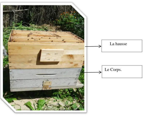 Figure 04 :La ruche avec la hausse.   
