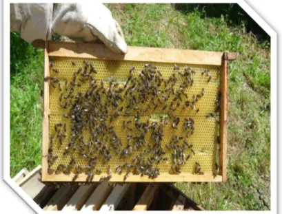 Figure 09 :Un cadre d’abeilles.
