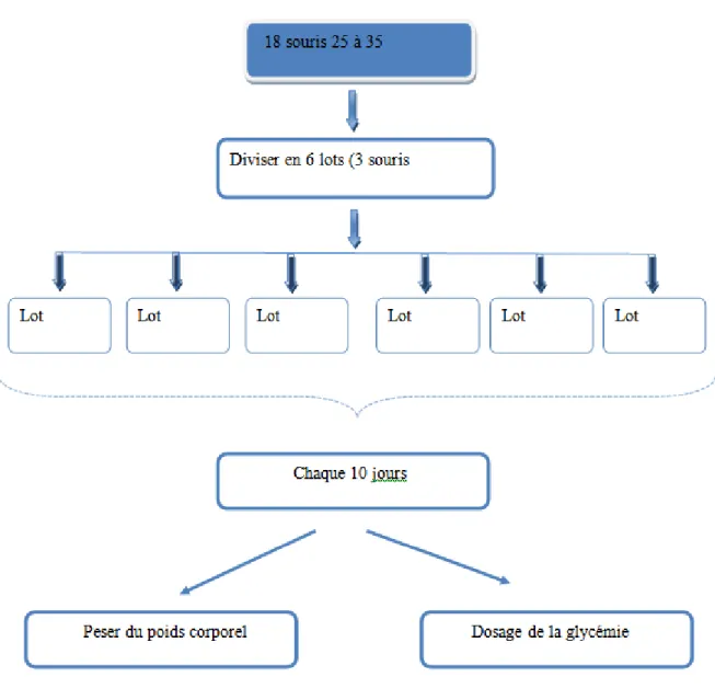 Figure 7 : Différentes étapes de la phase expérimentale 