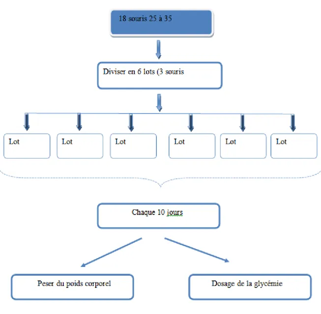 Figure 7 : Différentes étapes de la phase expérimentale 