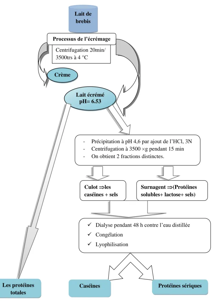 Figure  (10) :  Étapes  suivies  pour  l’isolement  des  caséines  et  protéines  sériques  du  lait  de  brebis  collecté