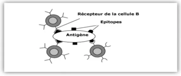 Figure I.13. Structure d’un antigène avec ses épitopes[10] 