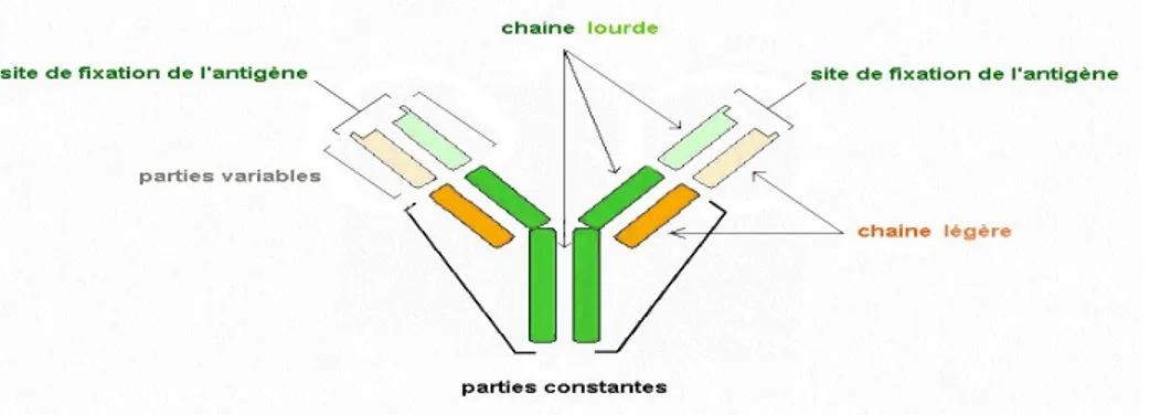 Figure I.14. Structure d'un anticorps [4]. 