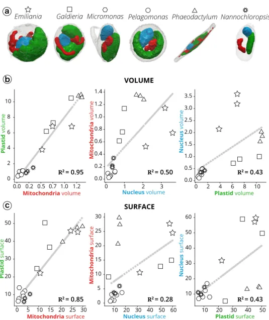 Fig. 3 Morphometric analysis of phytoplankton members. a 3D topology of the main organelles (green: plastids; red: mitochondria; blue: nuclei) in the different cell types