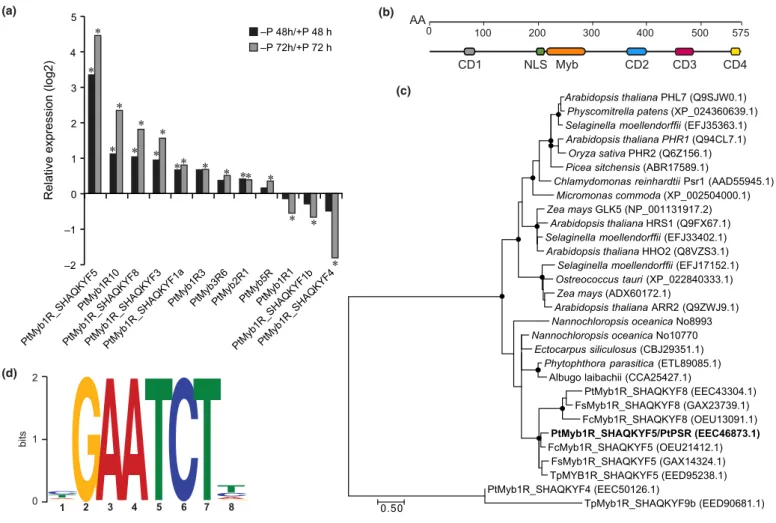 Fig. 1 The Myb transcription factor PtPSR is strongly induced at the transcript level by P limitation