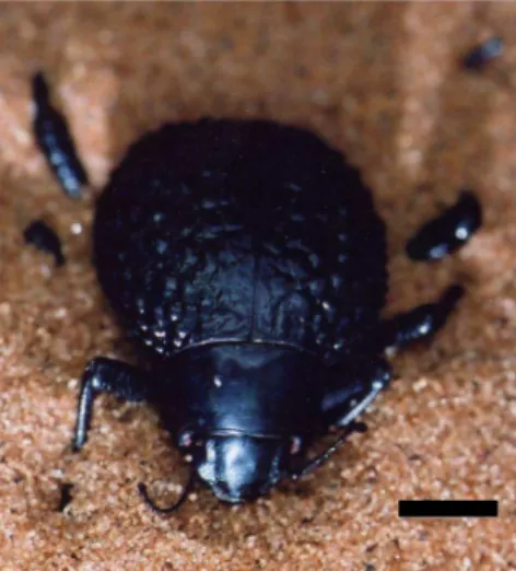 Fig. 1. Physasterna cribripes (Tenebrionidæ), female. The scale bar is 4 mm.